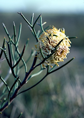 APII jpeg image of Isopogon teretifolius  © contact APII