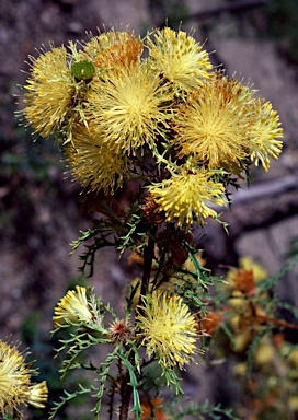 APII jpeg image of Banksia polycephala  © contact APII