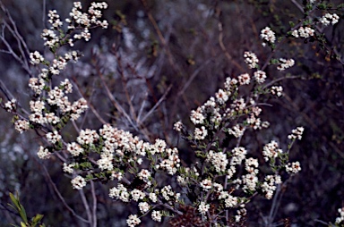 APII jpeg image of Cryptandra sp. Floriferous (W.R.Barker 4131) W.R.Barker var.  © contact APII