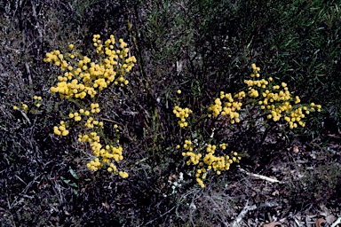 APII jpeg image of Acacia brunioides subsp. granitica  © contact APII