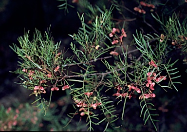 APII jpeg image of Dodonaea tenuifolia  © contact APII
