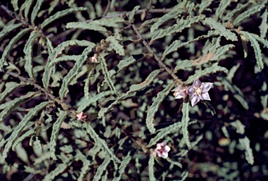 APII jpeg image of Seringia corollata  © contact APII