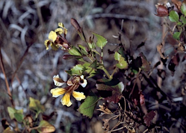 APII jpeg image of Goodenia grandiflora  © contact APII