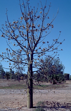 APII jpeg image of Brachychiton australis  © contact APII