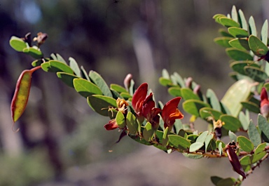 APII jpeg image of Bossiaea carinalis  © contact APII