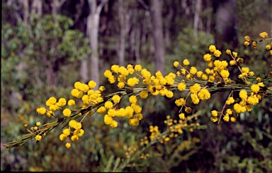 APII jpeg image of Acacia gittinsii  © contact APII