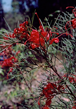 APII jpeg image of Grevillea 'Bon Accord'  © contact APII