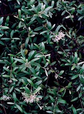 APII jpeg image of Grevillea humilis subsp. maritima  © contact APII