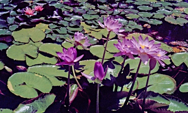 APII jpeg image of Nymphaea gigantea  © contact APII