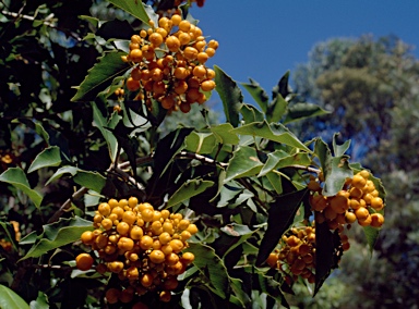 APII jpeg image of Auranticarpa rhombifolia  © contact APII