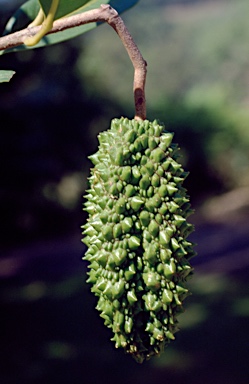 APII jpeg image of Flindersia oppositifolia  © contact APII