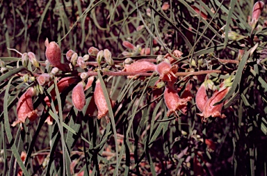 APII jpeg image of Eremophila longifolia  © contact APII