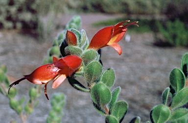 APII jpeg image of Eremophila splendens  © contact APII