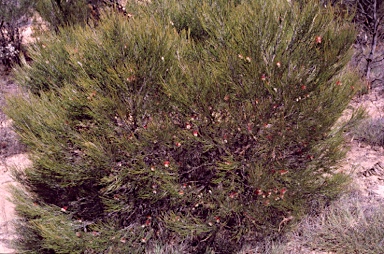 APII jpeg image of Grevillea cagiana  © contact APII