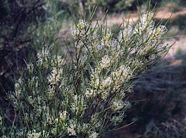 APII jpeg image of Grevillea acacioides  © contact APII