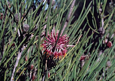 APII jpeg image of Isopogon scabriusculus subsp. stenophyllus  © contact APII