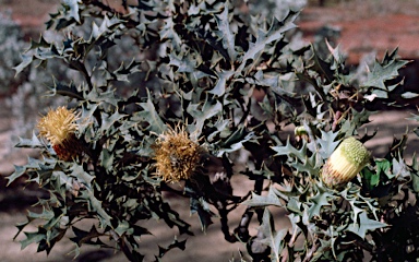 APII jpeg image of Banksia arborea  © contact APII