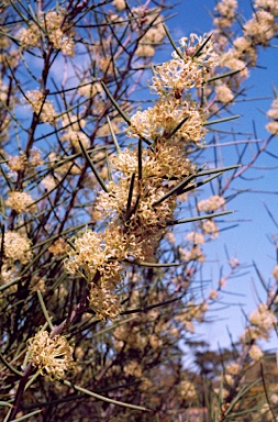 APII jpeg image of Hakea recurva  © contact APII