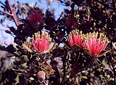 APII jpeg image of Banksia cuneata  © contact APII
