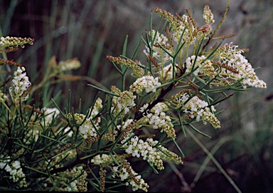 APII jpeg image of Grevillea kenneallyi  © contact APII