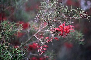 APII jpeg image of Grevillea dielsiana  © contact APII