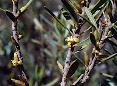 APII jpeg image of Persoonia rufiflora  © contact APII