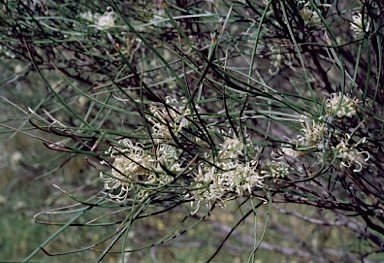 APII jpeg image of Grevillea hakeoides subsp. stenophylla  © contact APII