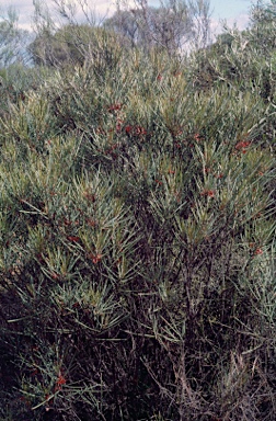 APII jpeg image of Grevillea granulosa  © contact APII