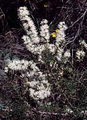 APII jpeg image of Hakea costata  © contact APII