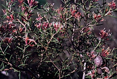 APII jpeg image of Hakea circumalata  © contact APII