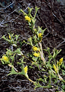 APII jpeg image of Synaphea spinulosa subsp. spinulosa  © contact APII