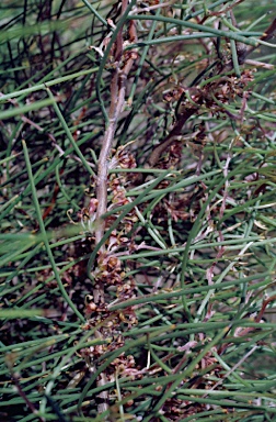 APII jpeg image of Hakea polyanthema  © contact APII