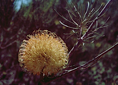 APII jpeg image of Banksia grossa  © contact APII