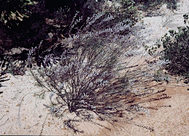 APII jpeg image of Conospermum brachyphyllum  © contact APII