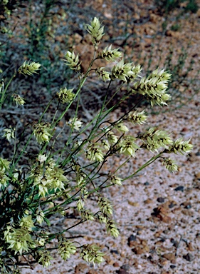 APII jpeg image of Conospermum glumaceum  © contact APII