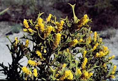 APII jpeg image of Synaphea spinulosa subsp. spinulosa  © contact APII