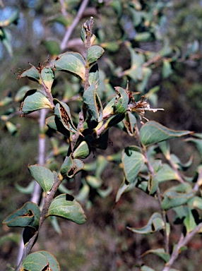 APII jpeg image of Hakea smilacifolia  © contact APII