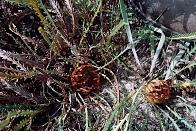 APII jpeg image of Banksia stenoprion  © contact APII