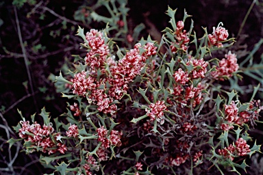 APII jpeg image of Hakea neospathulata  © contact APII