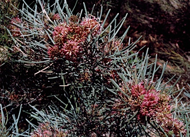 APII jpeg image of Grevillea hakeoides subsp. stenophylla  © contact APII