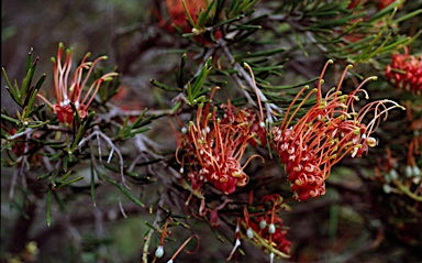 APII jpeg image of Grevillea beardiana  © contact APII