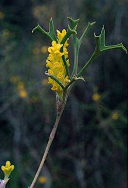 APII jpeg image of Synaphea spinulosa subsp. major  © contact APII