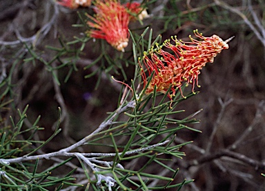 APII jpeg image of Grevillea wittweri  © contact APII