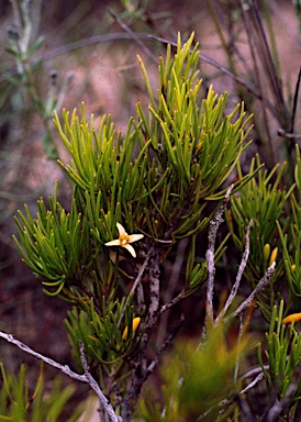 APII jpeg image of Persoonia striata  © contact APII