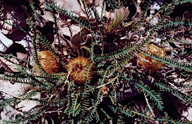 APII jpeg image of Banksia tortifolia  © contact APII