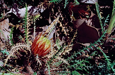APII jpeg image of Banksia serratuloides subsp. perissa  © contact APII