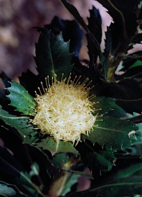 APII jpeg image of Banksia sessilis var. cordata  © contact APII
