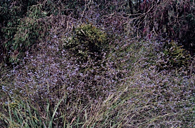 APII jpeg image of Conospermum caeruleum subsp. caeruleum  © contact APII