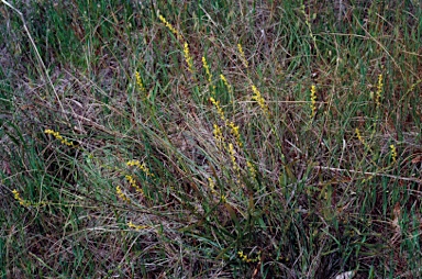 APII jpeg image of Synaphea petiolaris subsp. triloba  © contact APII