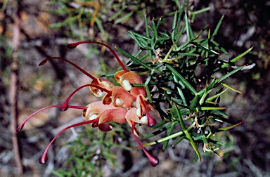 APII jpeg image of Grevillea newbeyi  © contact APII